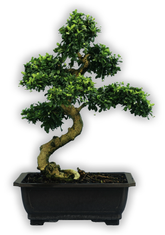 Chinese Elm - Assorted sizes here (15cm - 20cm - 25cm - 30cm)